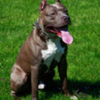 Dog_PitBull Dog_PitBull