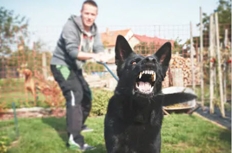 Dog8 Dog8