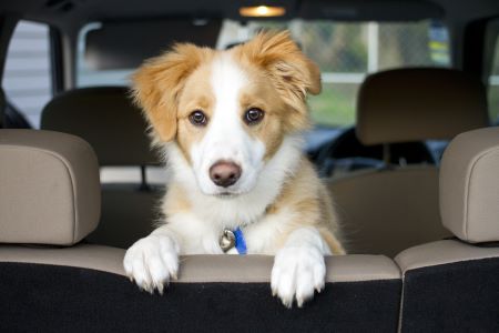 DogInCar DogInCar