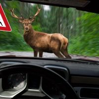 DeerCar DeerCar